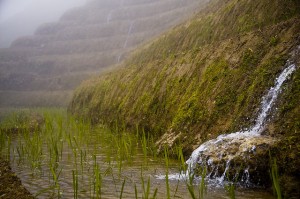 irrigation