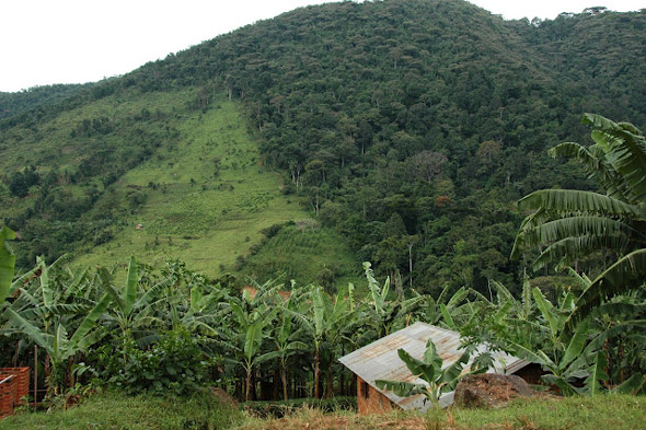 Bwindi
