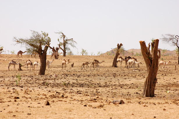 sudan-grazing