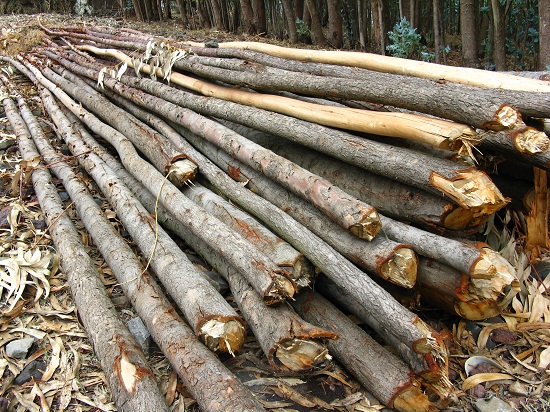 Click to view full size Logs cut in the village of Grar Gaber
