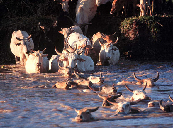 tana-river-crossing