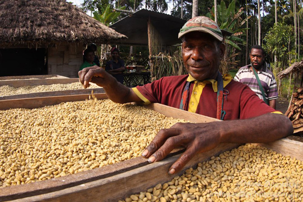 Coffee farmer in Papua New Guinea participating in the Tree Kangaroo Conservation Project
