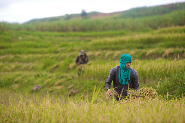 Philippines Farming