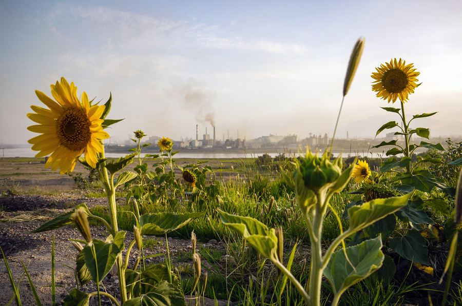 Click to view full size Wuhai City Sunflowers