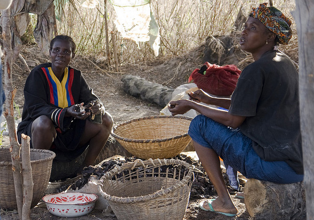 Oyster Harvesters in The Gambia