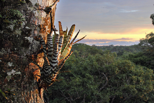 Yasuni National Park