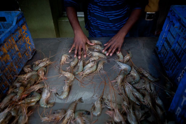 Huq Interview Shrimp