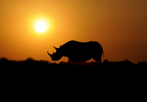 black-rhino