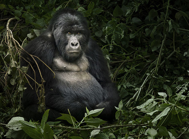 gorillaweb