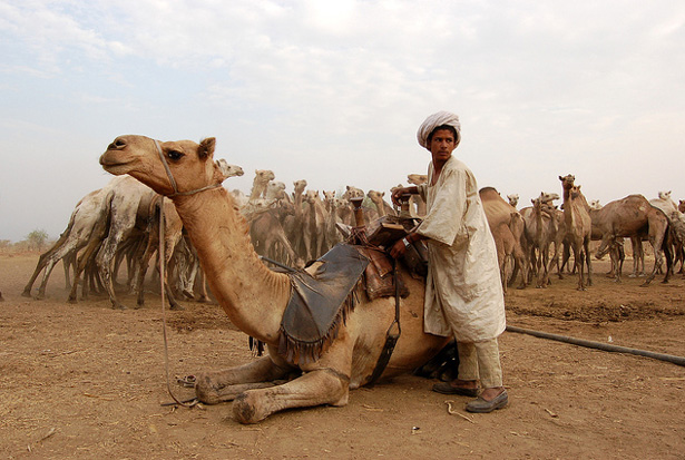Pastoralism in Sudan