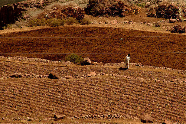 yemen-farm