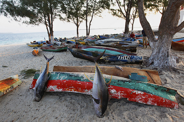 mozambique_tuna