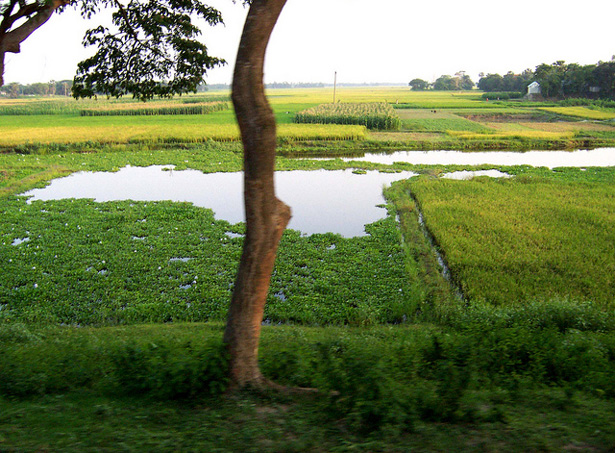 agriculture