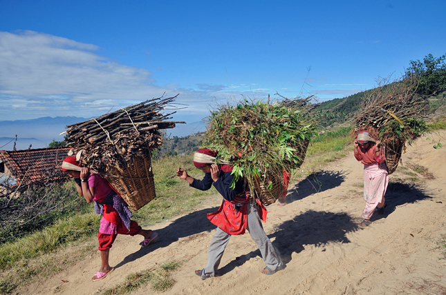 Nepalese women carry wood harvested sustainably from a forest.