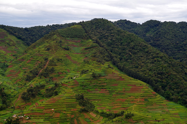 Bwindi1