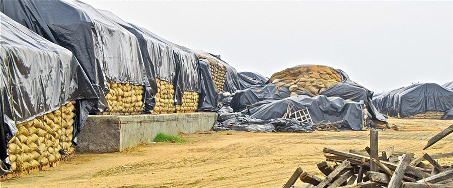 Click to view full size Wheat depot in India