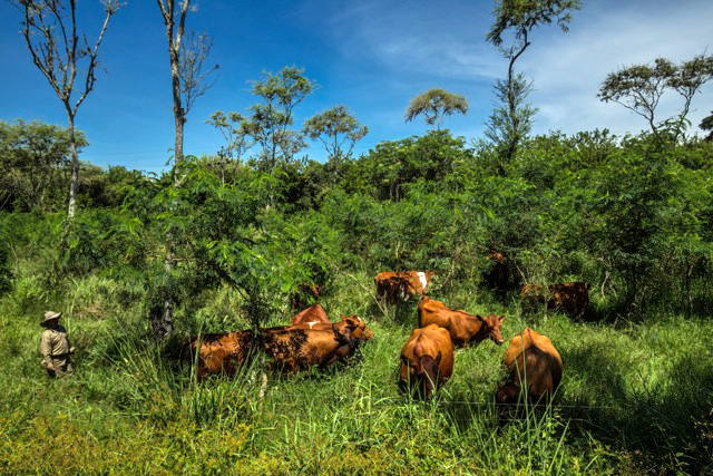 colombia-pasture1
