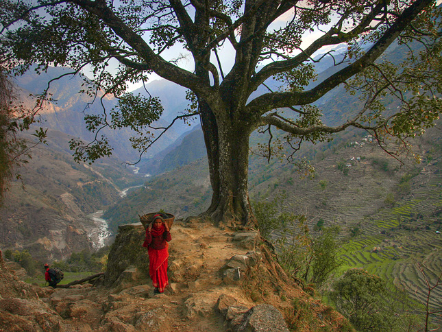 Nepal-tree2