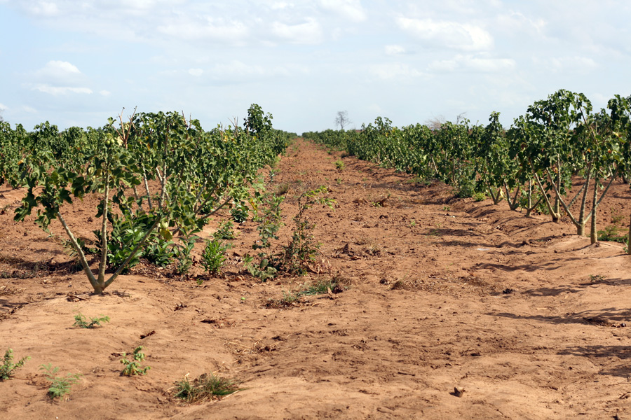 Click to view full size jatropha-field