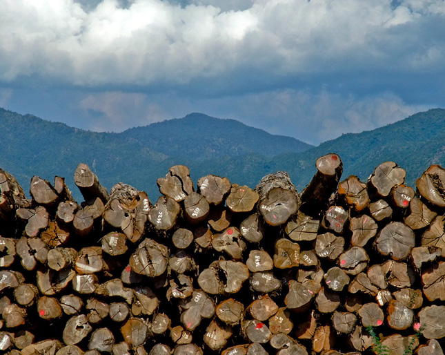 teak-myanmar