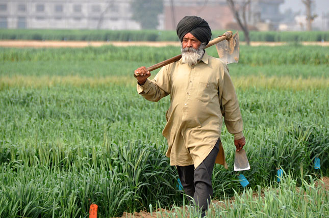 india farmer