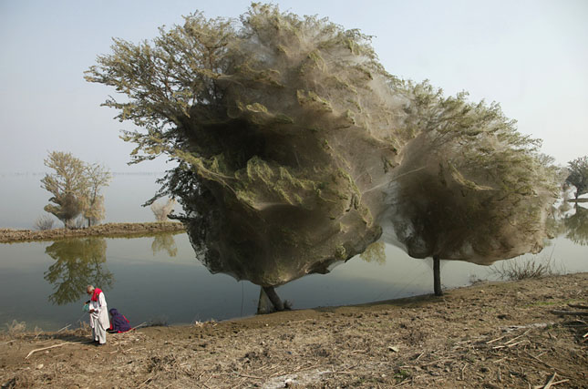 Trees cocooned in spiders webs, an unexpected side effect of the