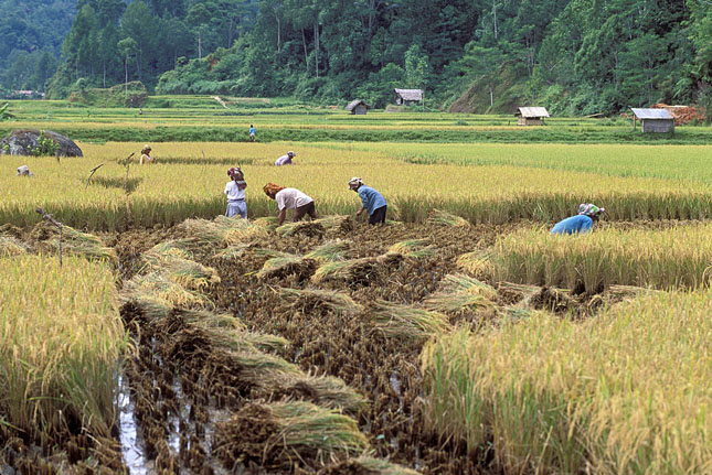 Indonesia rice field