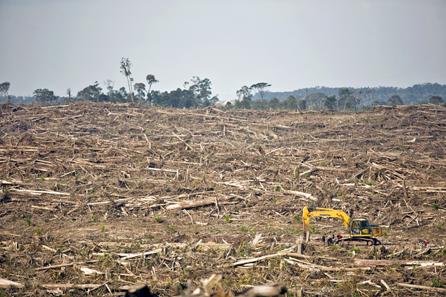 palm-oil-clearance