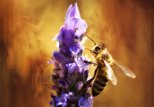 bee pollen2