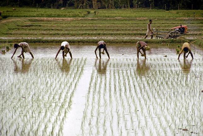 rice-field