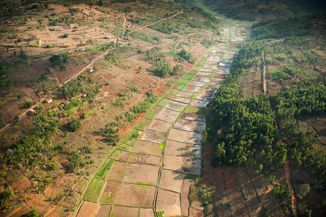 Rwanda-rice-paddies