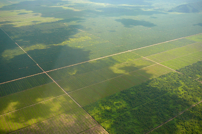 palm-plantation