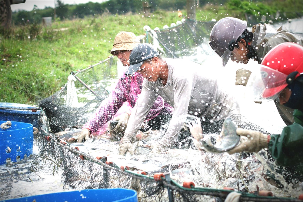 Click to view full size Tilapia_harvest_by_Han_HAn