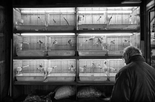 bird-cages