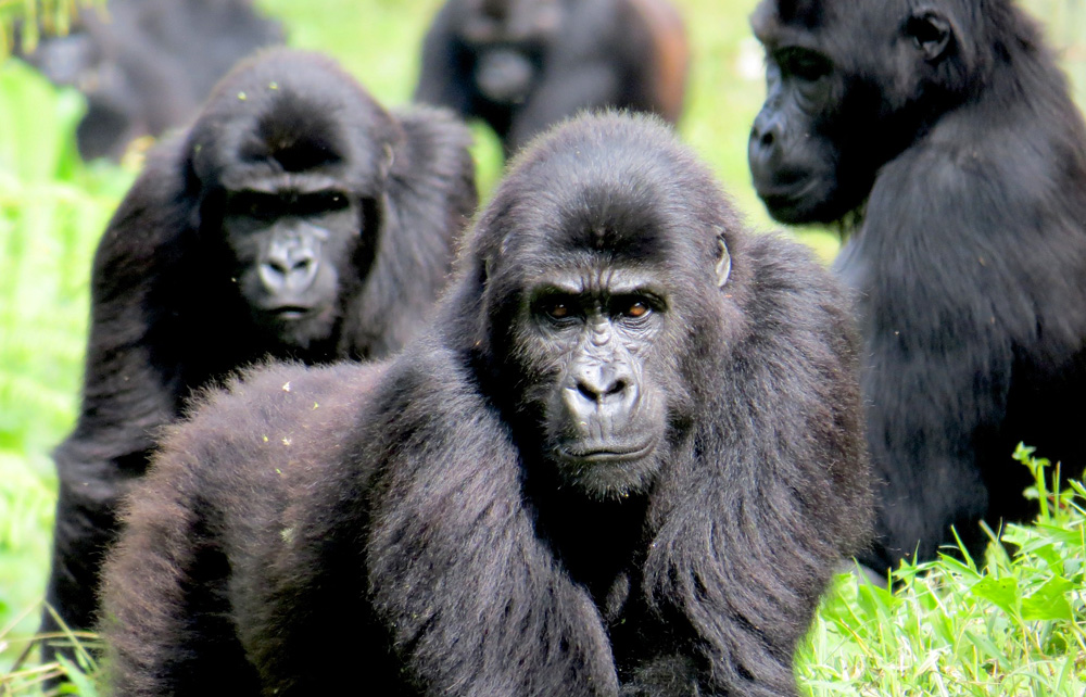 Click to view full size Grauer-Gorilla
