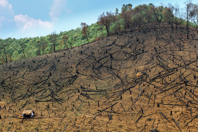 Laos-forest