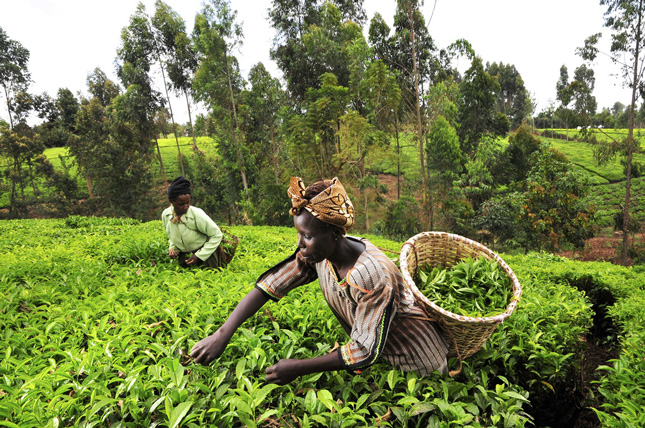 Kenya-tea