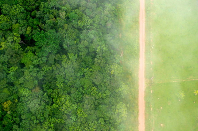 forest-line