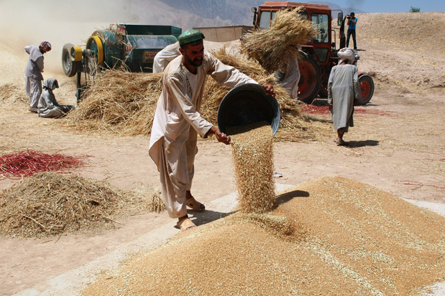 Balkh-Wheat-Harvest
