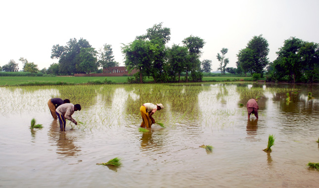 Rice-Farming-Pakistan