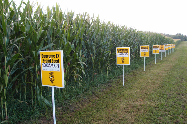 GMO-Corn