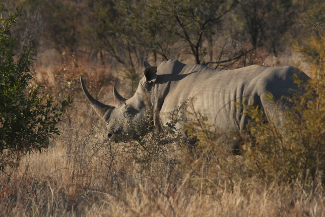 White-Rhino