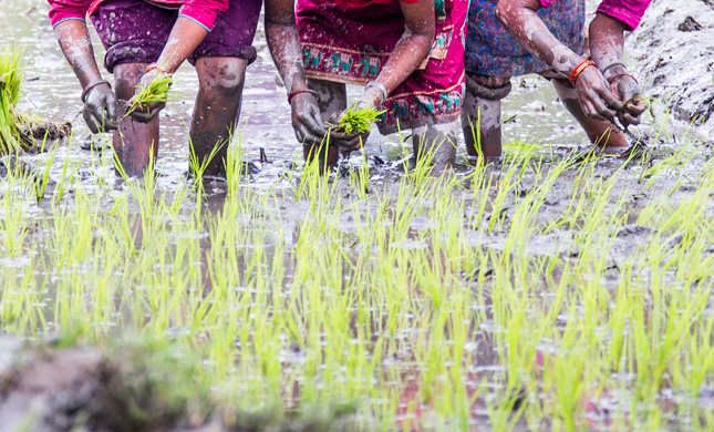 Hybrid-Rice-Paddy