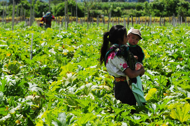 Coffee-Farming
