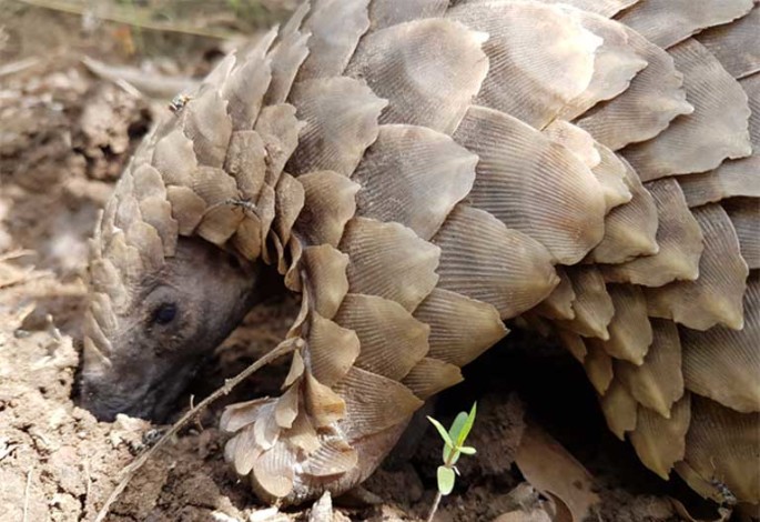 Pangolin