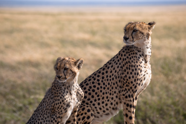 Mother and Child