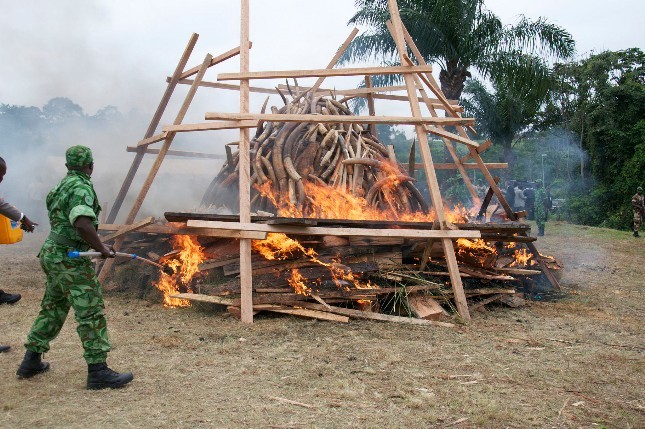 Ivory Burning