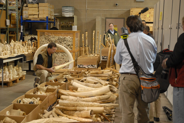 US Seized Ivory