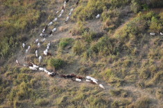 Photo1_CattleHerd