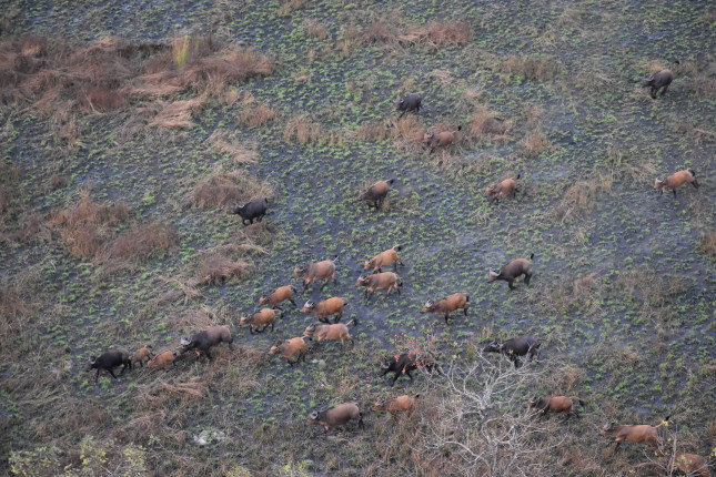 Photo4_ChinkoBuffalo